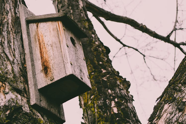 Brown Wooden Bird House On Tree