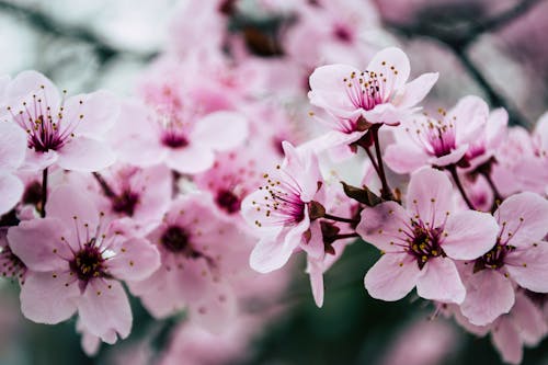 Free Pink Petaled Flowers Closeup Photo Stock Photo