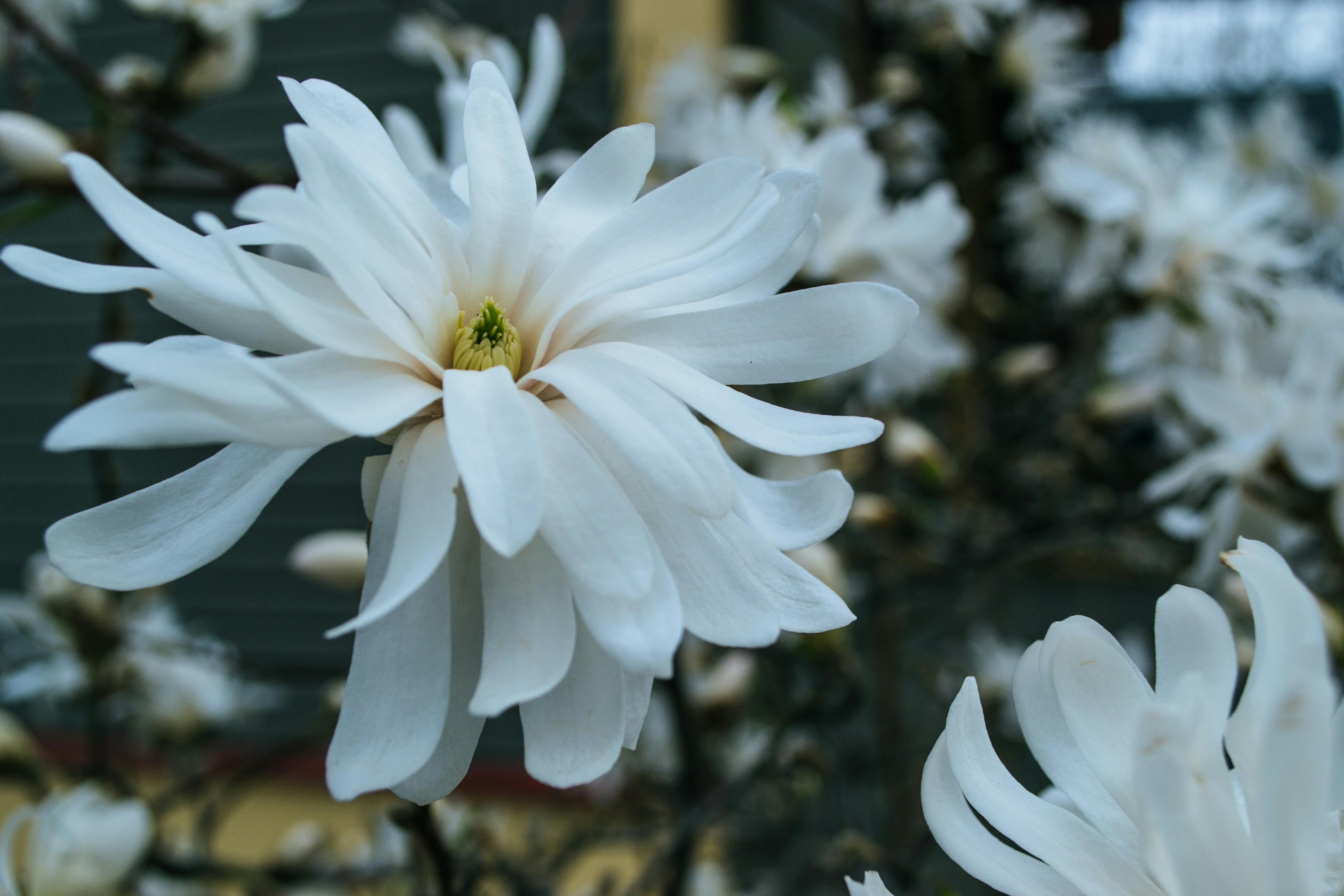 春の花 白 美しい花の無料の写真素材