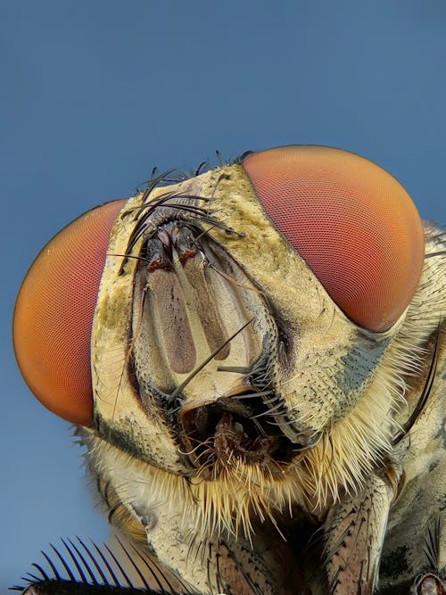 Free Extreme Close up on Flys Head Stock Photo