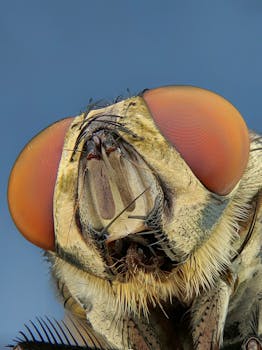 Extreme close-up macro shot of a fly's eye with intricate details against a blue background.