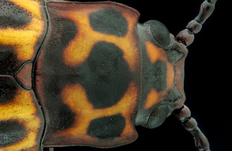 Macro Shot Of A Lady Beetle