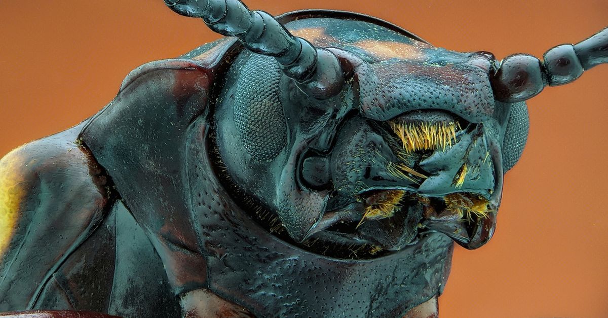 Blue Headed Insect Extreme Close up on Blue Insect · Free Stock Photo