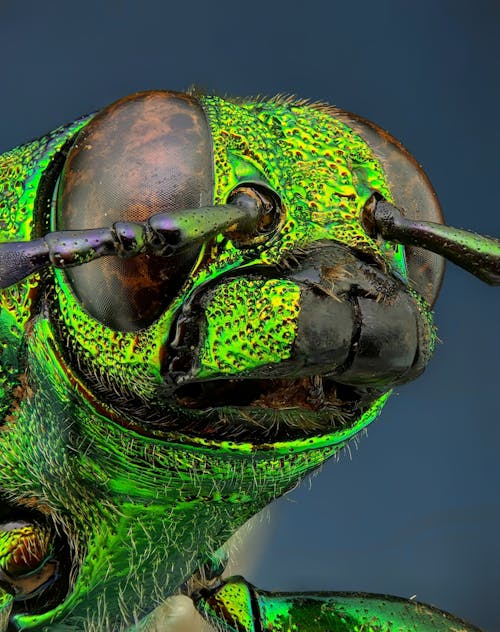 Free Macro Shot of a Green Insect's Head Stock Photo