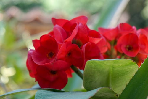 Free stock photo of flowers, rainforest, red flowers
