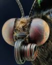 Extreme Close up on Mosquito Head