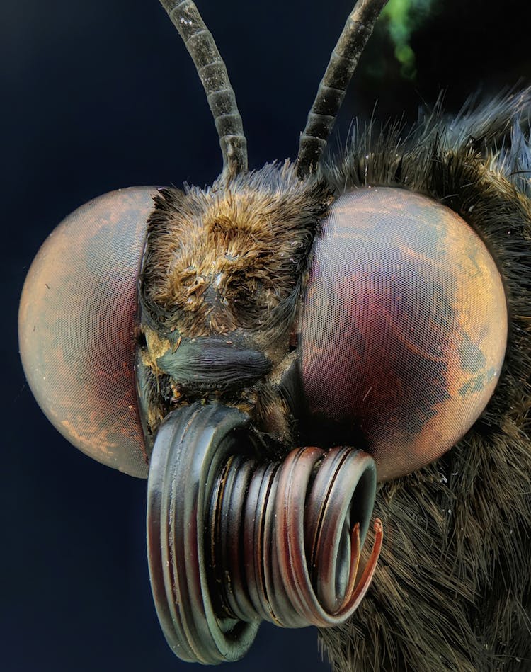 Extreme Close Up On Mosquito Head