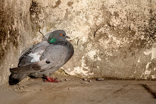 A Homing Pigeon Standing on the Ground