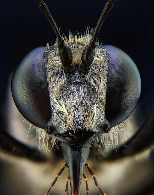 Free Macro Shot of an Insect's Eyes and Antennae Stock Photo
