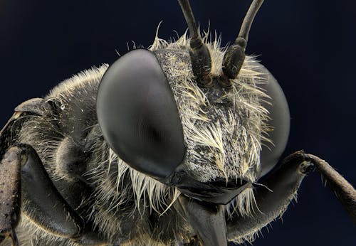 Free A Hairy Insect in Close-up Photography Stock Photo