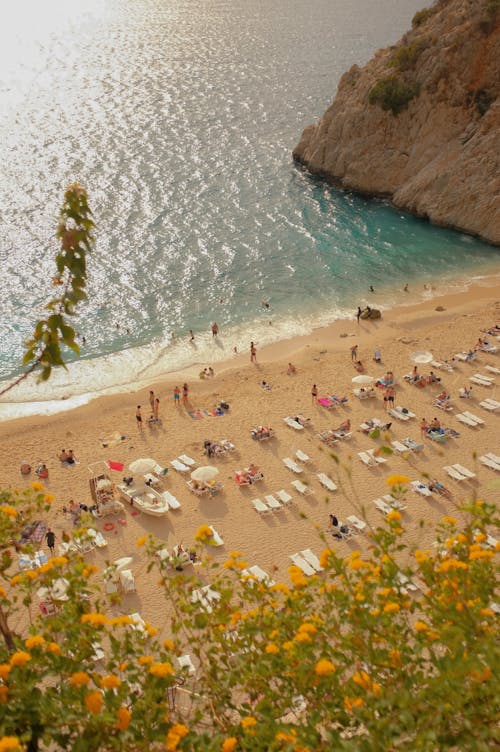 Immagine gratuita di bagnasciuga, costa, fiori gialli