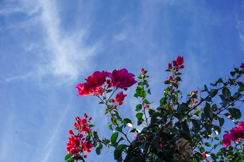 Free stock photo of blue sky, mexico, pink flowers