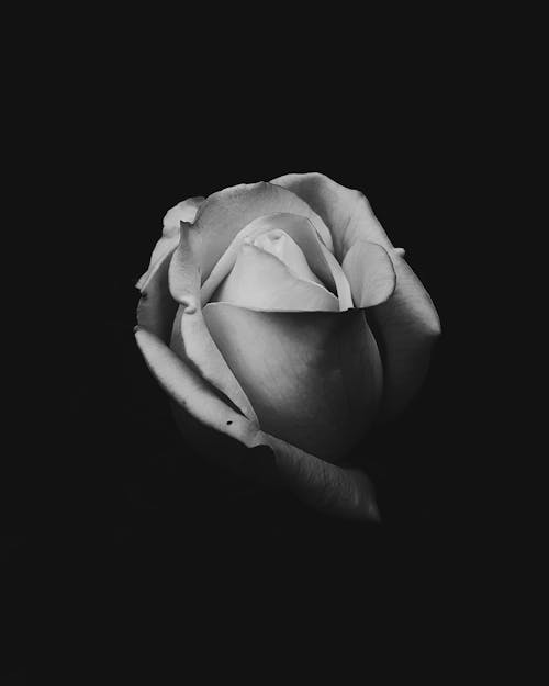 Black and White Close-Up View of Rose