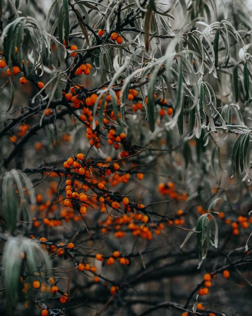 Close-up of frost-covered orange sea buckthorn berries on branches during late autumn.