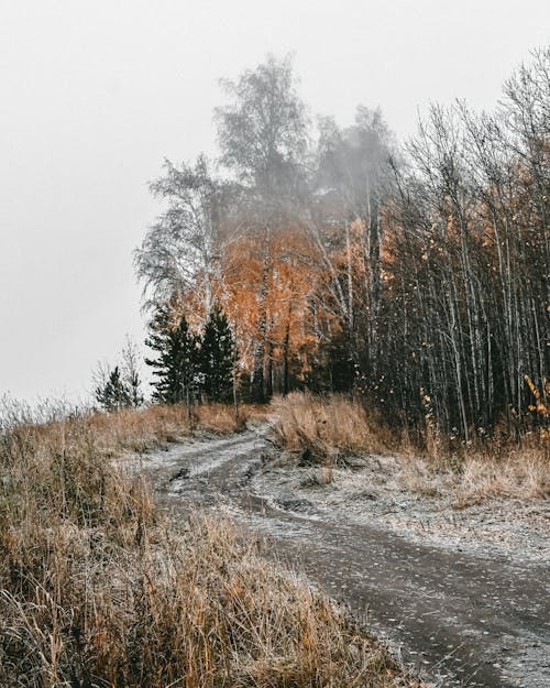 Foto d'estoc gratuïta de amb boira, arbres, camí de carro