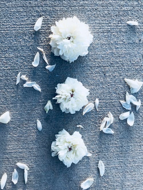 Tres Flores Blancas Con Pétalos