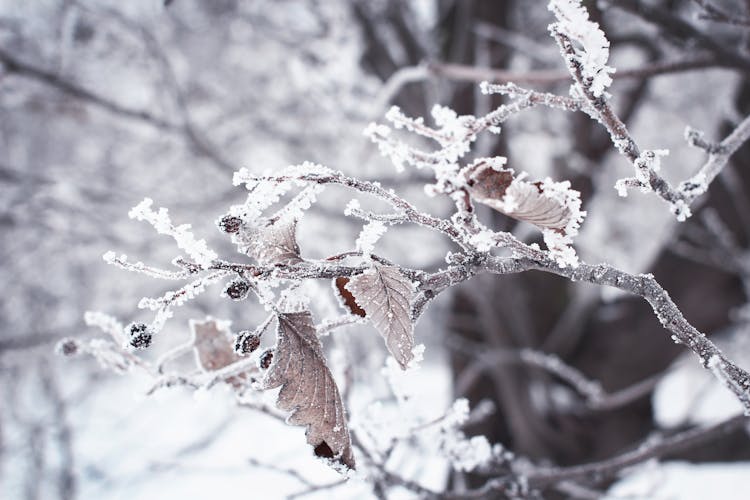 Hoarfrost On Leaves And Twigs