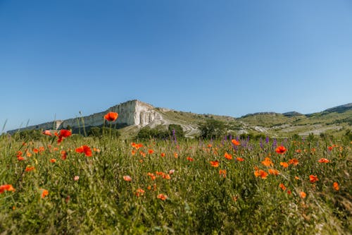 Poppy Flowers and Mountain in Summer