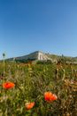 Beautiful Flower Field Near Mountain