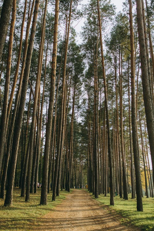 Gratis stockfoto met Bos, bosgebied, bossen