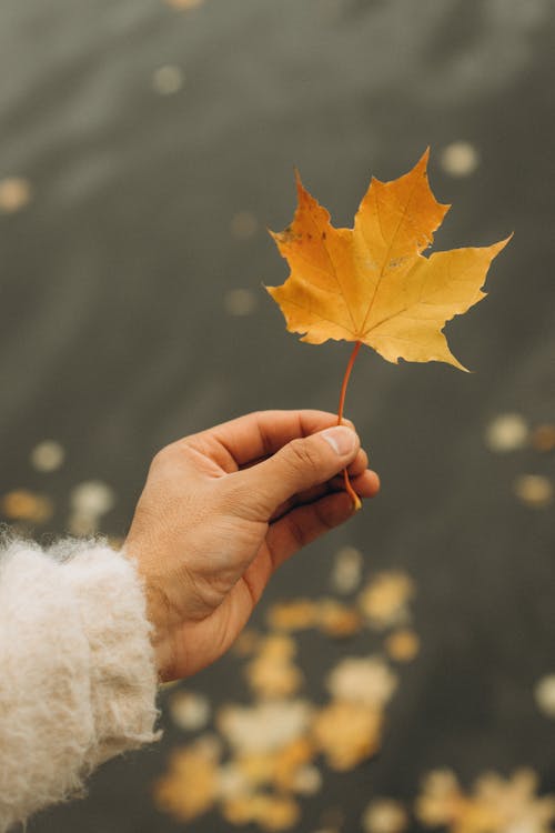 Person Holding Yellow Maple Leaf