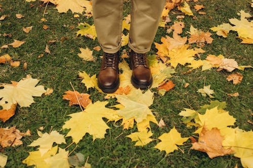 Free A Person Wearing Brown Leather Shoes Standing on a Grass Field Surrounded by Dried Maple Leaves Stock Photo