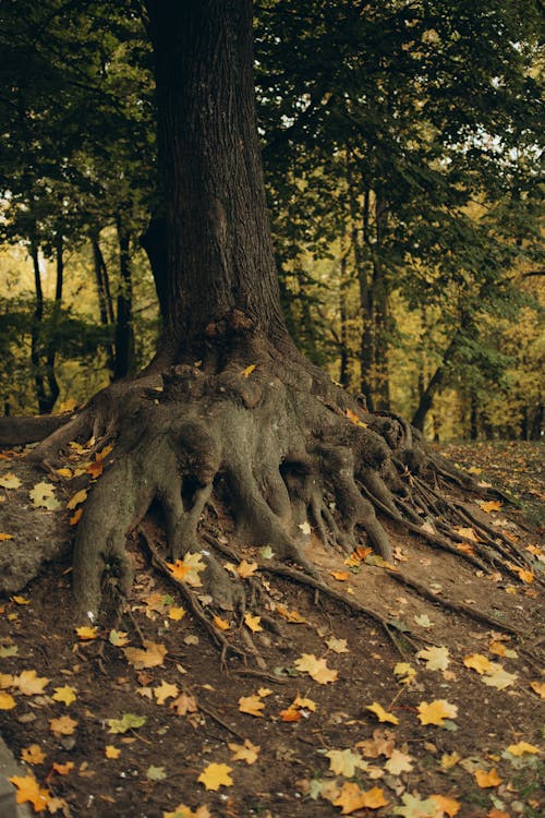 Free Photos gratuites de arbres, environnement, feuilles séchées Stock Photo