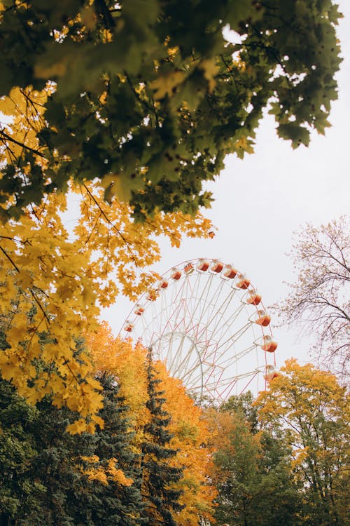 Photos gratuites de arbres d'automne, ciel clair, grande roue