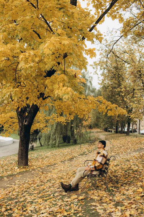 Photos gratuites de arbres d'automne, atmosfera de outono, banc en bois