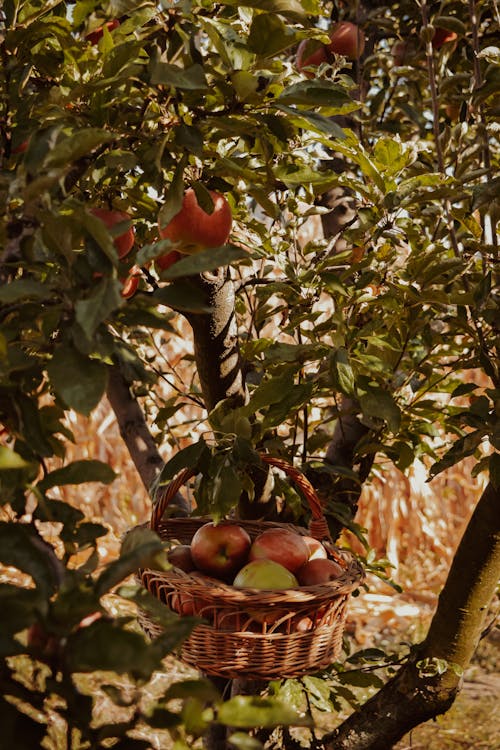 Foto stok gratis buah-buahan, keranjang anyaman, lezat