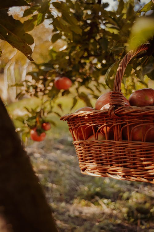 Red Apple Fruits in Brown Woven Basket