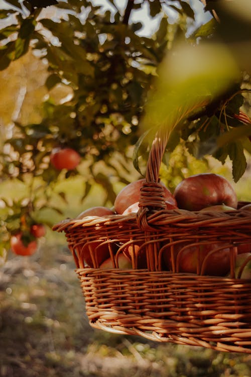 Red Apple Fruits in Brown Woven Basket