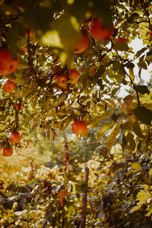 Red Apple Fruits on the Tree