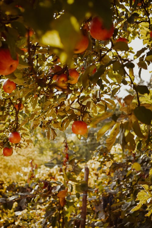 Free Red and Yellow Fruit on Tree Stock Photo