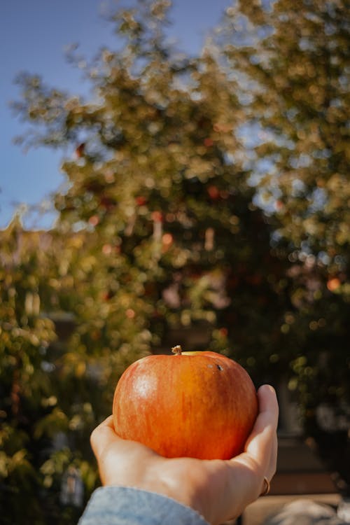 Ilmainen kuvapankkikuva tunnisteilla apple, hedelmä, herkullista