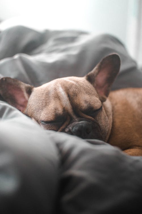 Free Close-up of Sleeping Dog Stock Photo