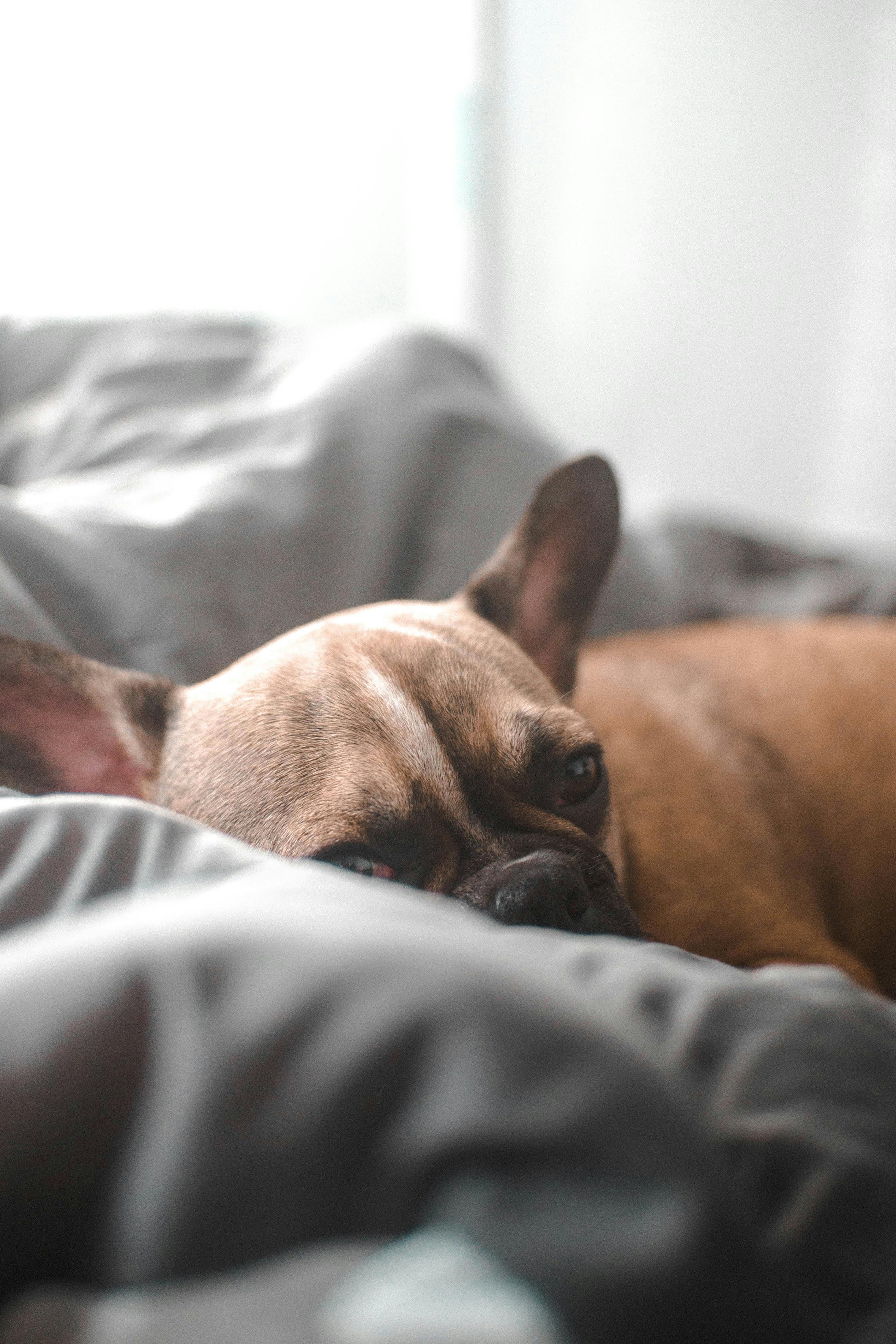 Dog Sleeping Outside the Wooden Dog House · Free Stock Photo