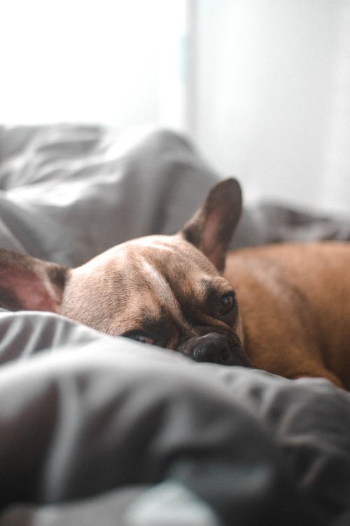 Free Cozy French Bulldog lying comfortably on a gray blanket indoors. Stock Photo
