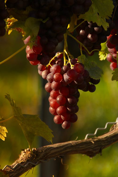 Free Immagine gratuita di agricoltura, autunno, azienda vinicola Stock Photo