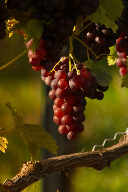 Close-up of ripe red grapes hanging on a vine with sunlit leaves.