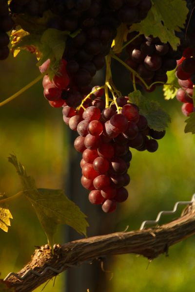 Grape Leaf / Grape Seed Extract