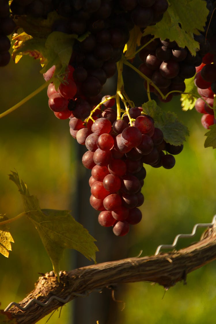 Juicy Red Grapes Growing On Vines