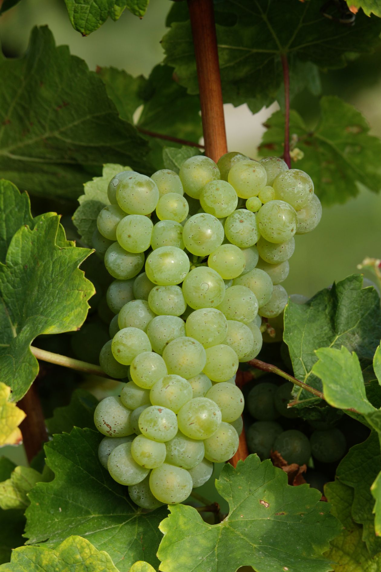 Green wine grapes on the vine