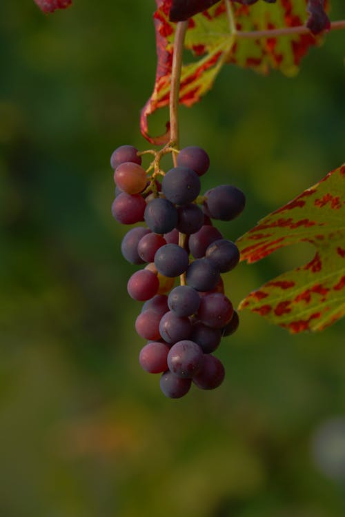 Бесплатное стоковое фото с вертикальный выстрел, виноград, висячий