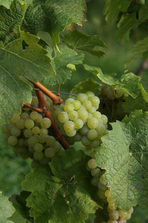 Close-up of White Grapes on Vine
