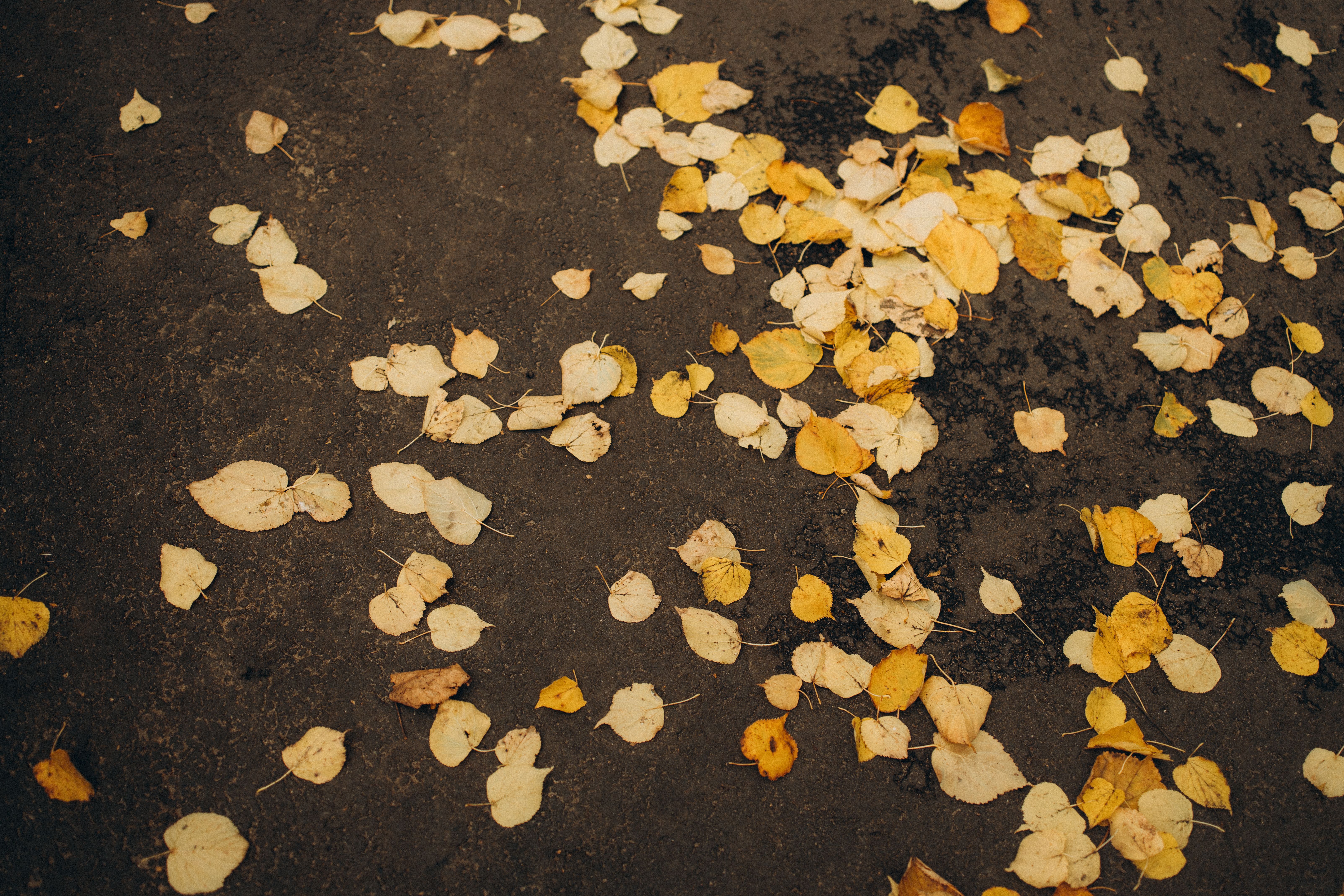 Yellow birch leaves scattered across asphalt create a vivid autumn scene.