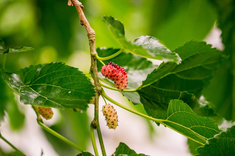 Close-Up Shot Of Red Mulberry Fruits