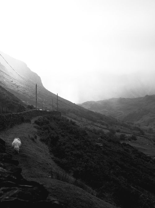 Free A solitary sheep grazes in a misty, tranquil landscape of Wales, showcasing rural beauty. Stock Photo