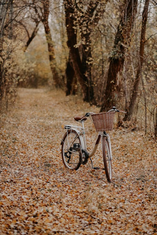 Gratis lagerfoto af blad, brun, cykel