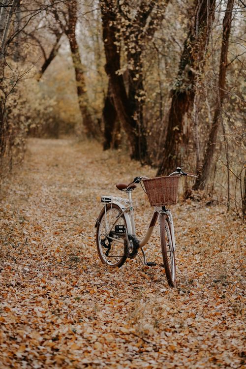 Free A vintage bicycle with a basket on an autumn leaf-covered path in a forest. Stock Photo